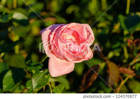 Pink roses in the morning sun Pink roses in the morning sun 124570877