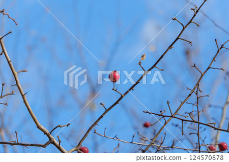 在藍天的紅色果子 在藍天的紅色果子 124570878