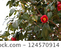 Red camellia 124570914