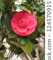 Camellia in full bloom 124570915