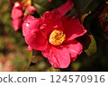 Red Sasanqua 124570916