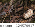 Mushrooms found in the forest (Agaricus arborescens) 124570917