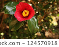 Red camellia 124570918