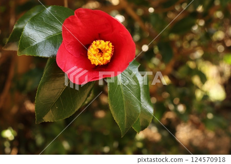 紅山茶 紅山茶 124570918