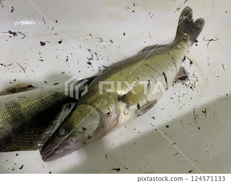 Fresh zander fish filleting on wooden board 124571133
