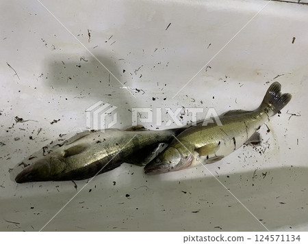 Fresh zander fish filleting on wooden board 124571134