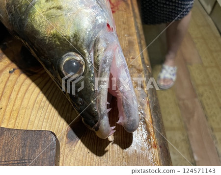 Fresh zander fish filleting on wooden board Fresh zander fish filleting on wooden board 124571143