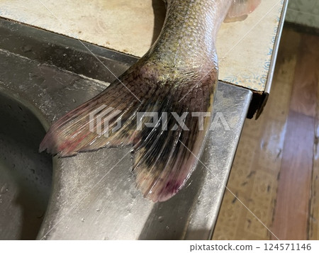 Fresh zander fish filleting on wooden board Fresh zander fish filleting on wooden board 124571146