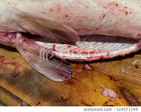 Fresh zander fish filleting on wooden board Fresh zander fish filleting on wooden board 124571148