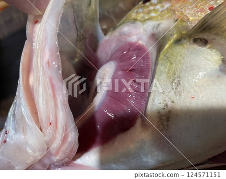 Fresh zander fish filleting on wooden board 124571151