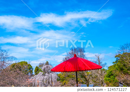 圓山公園戶外茶會用的遮陽傘 圓山公園戶外茶會用的遮陽傘 124571227