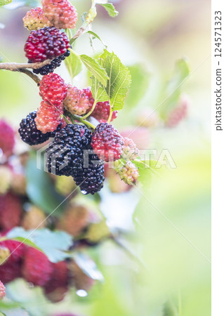 Mulberry  124571323