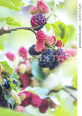 Mulberry Mulberry 124571324