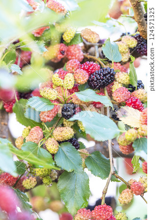 Mulberry  124571325