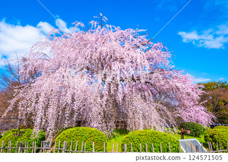 Gion weeping cherry blossoms in Kyoto Gion weeping cherry blossoms in Kyoto 124571505