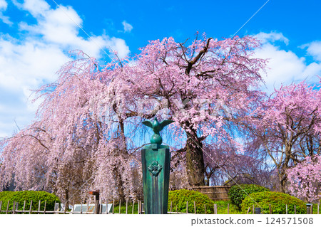 Gion weeping cherry tree and red weeping cherry tree in Kyoto Gion weeping cherry tree and red weeping cherry tree in Kyoto 124571508