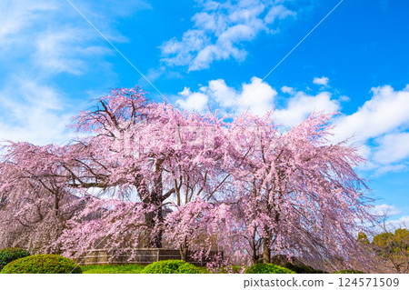 Gion weeping cherry tree and red weeping cherry tree in Kyoto Gion weeping cherry tree and red weeping cherry tree in Kyoto 124571509
