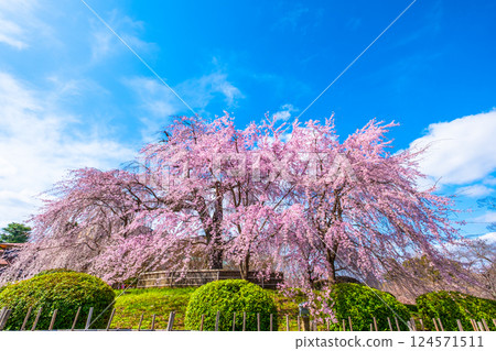 Gion weeping cherry tree and red weeping cherry tree in Kyoto 124571511