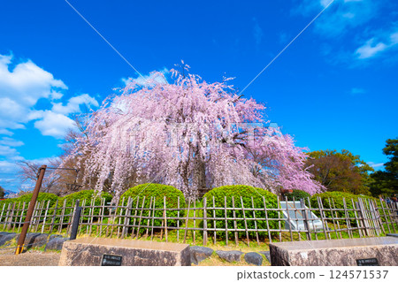 京都祗園垂枝櫻花 124571537