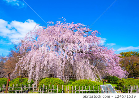 Gion weeping cherry blossoms in Kyoto 124571539