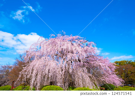 京都祗園垂枝櫻花 124571541