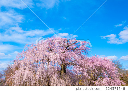 Gion weeping cherry tree and red weeping cherry tree in Kyoto 124571546