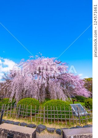 京都祗園垂枝櫻花 124571661