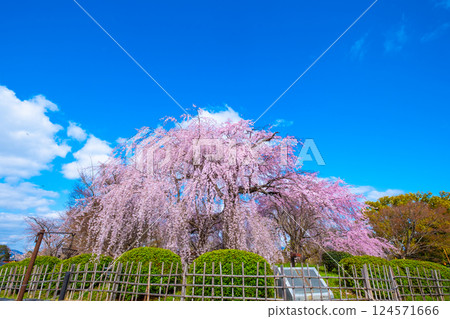 京都祗園垂枝櫻花 124571666