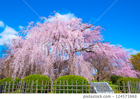 京都祗園垂枝櫻花 124571668