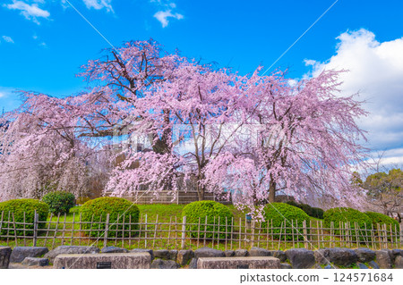 Gion weeping cherry tree and red weeping cherry tree in Kyoto 124571684