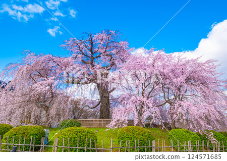 Gion weeping cherry tree and red weeping cherry tree in Kyoto 124571685