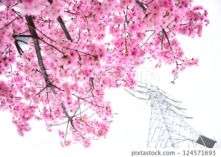 Spring material: Bright sky and Akishima cherry blossoms in full bloom 124571693