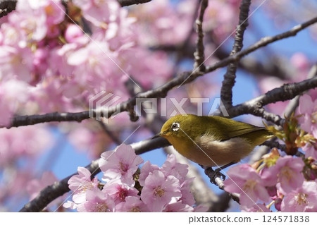 A beautiful Japanese white-eye resting on a branch of Kawazu cherry blossoms in spring 124571838