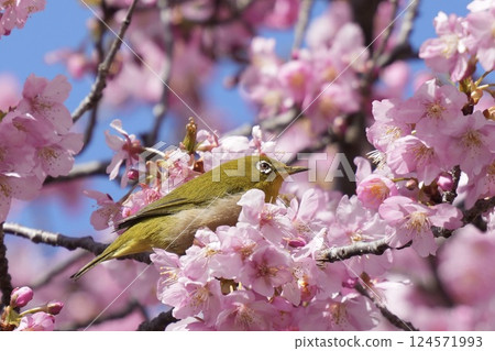 一隻美麗的繡眼鳥棲息在河津櫻花的樹枝上，春天，藍天 124571993