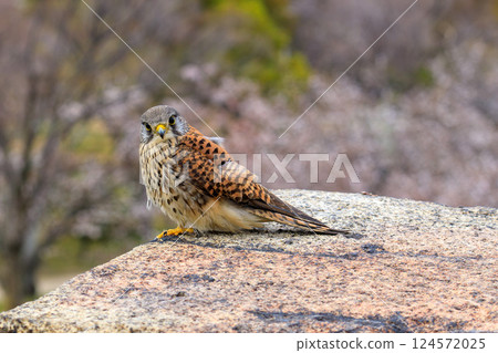 Stone wall of the inner citadel of Osaka Castle. Three forms of the kestrel. Part 3. March 31, 2025 124572025