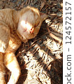 Cat sleeping happily 124572157