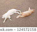 Two cats taking a nap with their legs together 124572158