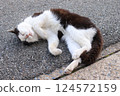 A cat to take a nap 124572159