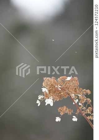 北海道的冬天與溲疏 北海道的冬天與溲疏 124572210