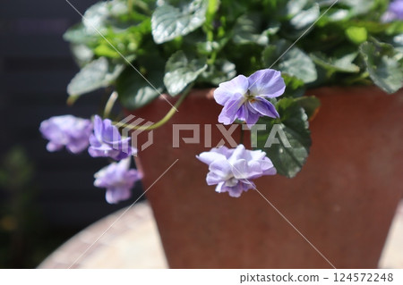 Purple sweet violets bloom in spring 124572248