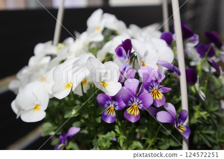 Hanging viola grown from seed Hanging viola grown from seed 124572251