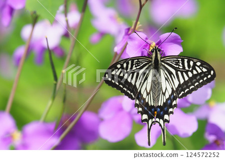Swallowtail butterfly sucking honey on the flower of Murasaki Hanana Swallowtail butterfly sucking honey on the flower of Murasaki Hanana 124572252