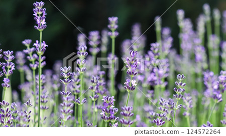 Beautiful purple lavender flowers on a dark background in a sunny garden Beautiful purple lavender flowers on a dark background in a sunny garden 124572264