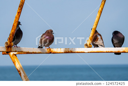 Row of pigeons Row of pigeons 124572425