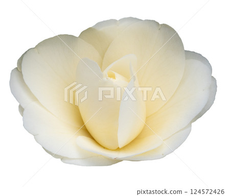 White camelia 124572426
