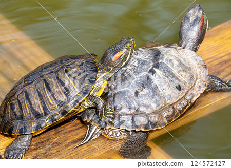 Two turtles 124572427