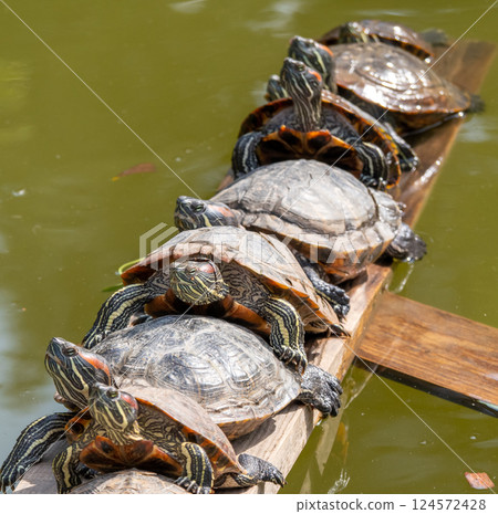 Row of turtles Row of turtles 124572428
