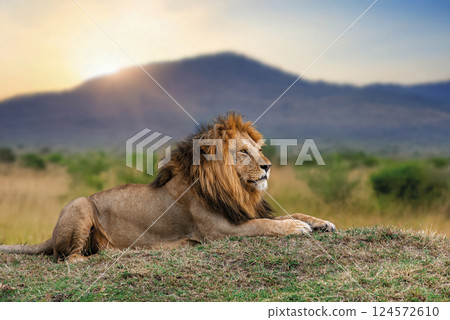 Lion lies in the grass with mountain in National park of Kenya on sunset 124572610