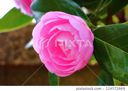 The melody of layers of camellia petals 124572669