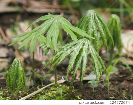 Yaburegasa Yaburegasa 124572674